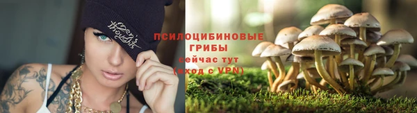 крисы Алзамай